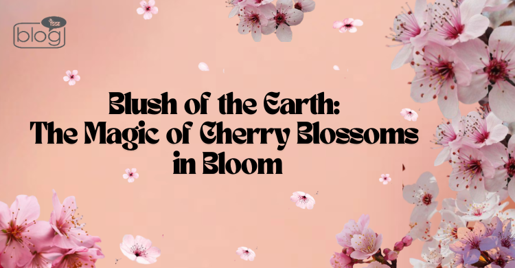 Pink cherry blossoms against a soft peach background surround bold black text reading "Blush of the Earth: The Magic of Cherry Blossoms in Bloom."