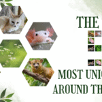 The Top 5 Most Unique Pets Around the World